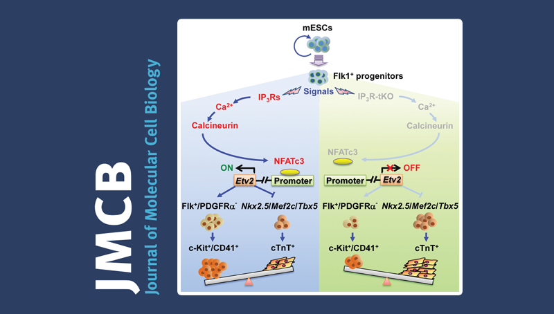 中國科學院上海營養與健康研究院科研人員揭示內質網鈣離子通道三磷酸肌醇受體（IP<sub>3</sub>Rs）在胚胎干細胞向造血和心肌譜系命運抉擇中的反向調控作用及分子機制