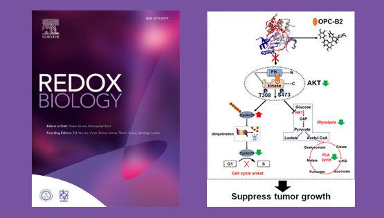 尹慧勇研究組合作發現花生紅衣多酚類活性成分原花青素-B2 (OPC-B2) 抗肝癌新機制
