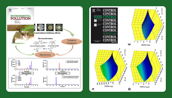 武愛波研究組在基于木霉的真菌毒素脫毒轉化、玉米原料中真菌毒素污染風險預警等方面取得研究進展