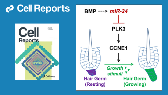 營養與健康所張亮研究組發現調控皮膚毛發再生潛能的新機制