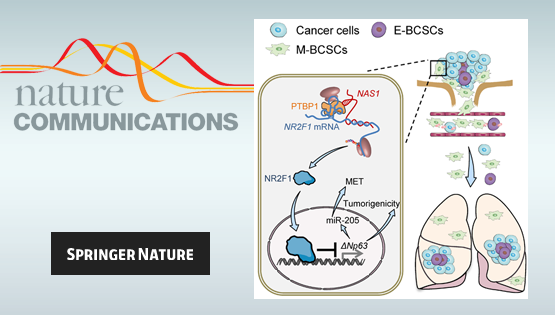營養與健康所胡國宏研究組發現乳腺癌肺轉移休眠調控新機制
