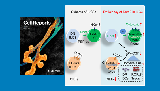 營養與健康所邱菊組合作發現Setd2對3型天然淋巴細胞和腸道免疫的調控作用