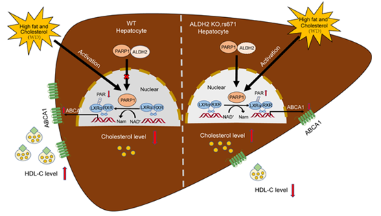 營養與健康所尹慧勇研究組發現乙醛脫氫酶2調控高密度脂蛋白代謝新機制