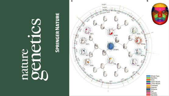 復旦大學、中科院團隊最新成果：揭示東亞面部獨特性遺傳進化機制