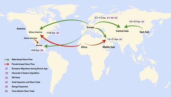 營養與健康所建立重構性別偏向性族群融合歷史的新方法MultiWaverX