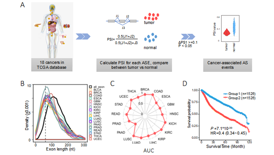 營養(yǎng)與健康所王澤峰團隊在癌癥中發(fā)現(xiàn)一種全新的長度依賴性的異常剪接調(diào)控模式