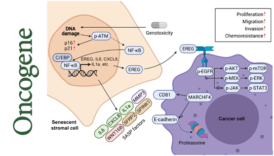營養(yǎng)與健康所孫宇研究組報道一種全新的微環(huán)境因子對腫瘤惡性演化的作用機制
