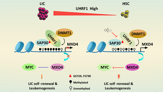 營養(yǎng)與健康所王蘭研究組合作揭示UHRF1調(diào)控急性髓系白血病的新機制