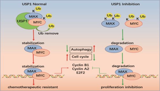 營養與健康所王蘭研究組合作揭示USP1調控復發難治B細胞淋巴瘤的機制