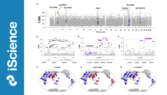 營養與健康所解析維生素B1代謝基因在東亞人群中的適應性進化
