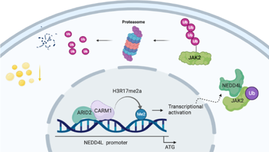 營養與健康所謝東研究組揭示ARID2調控肝臟脂質穩態的新機制