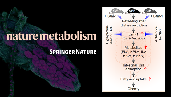營養與健康所翟琦巍研究組揭示節食后體脂反彈和肥胖的機制及其營養干預策略