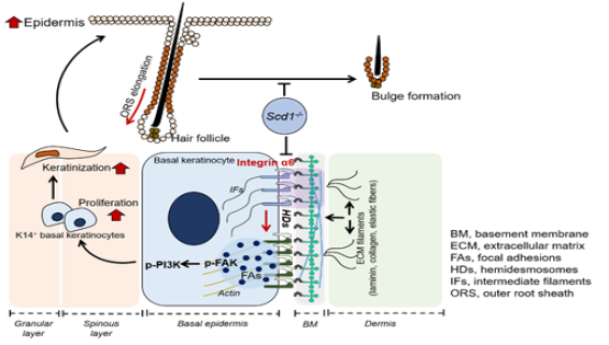 營養與健康所王瑩研究組發現脂肪酸代謝調控毛囊干細胞微環境形成的新機制