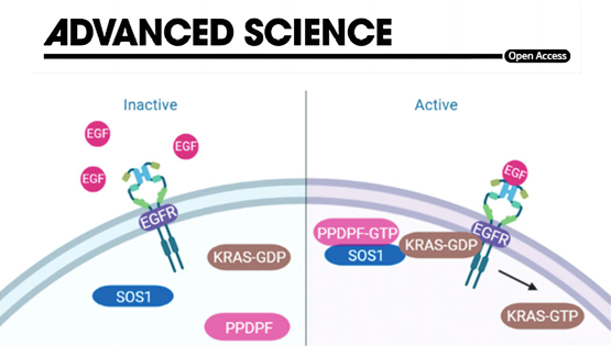 營養與健康所謝東研究組揭示PPDPF調控胰腺導管腺癌的新機制
