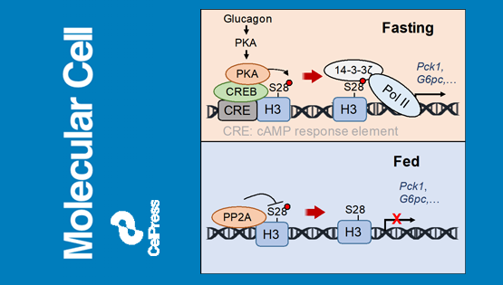 營養(yǎng)與健康所丁秋蓉研究組發(fā)現(xiàn)組蛋白磷酸化響應(yīng)激素信號(hào)調(diào)控肝臟糖異生的分子機(jī)制