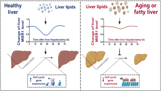 營養(yǎng)與健康所丁秋蓉研究組發(fā)現(xiàn)肝臟再生過程中肝臟脂質(zhì)動(dòng)態(tài)變化信號(hào)轉(zhuǎn)變?yōu)樵偕迯?fù)信號(hào)的關(guān)鍵“橋梁”因子