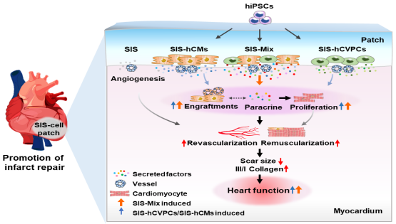 營養(yǎng)與健康所楊黃恬研究組合作發(fā)現(xiàn)人多能干細(xì)胞衍生心臟譜系組合細(xì)胞構(gòu)建的心肌補(bǔ)片可促進(jìn)梗死心臟長(zhǎng)期修復(fù)和心肌再生