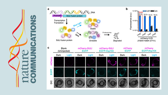 科研團(tuán)隊(duì)開發(fā)出活細(xì)胞蛋白質(zhì)光遺傳學(xué)控制技術(shù)