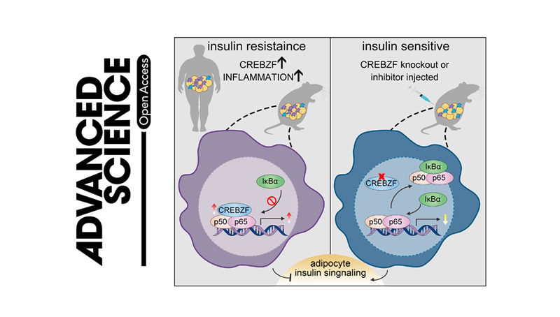 營養與健康所李于研究組合作發現靶向脂肪組織巨噬細胞的抗糖尿病藥物潛在靶標