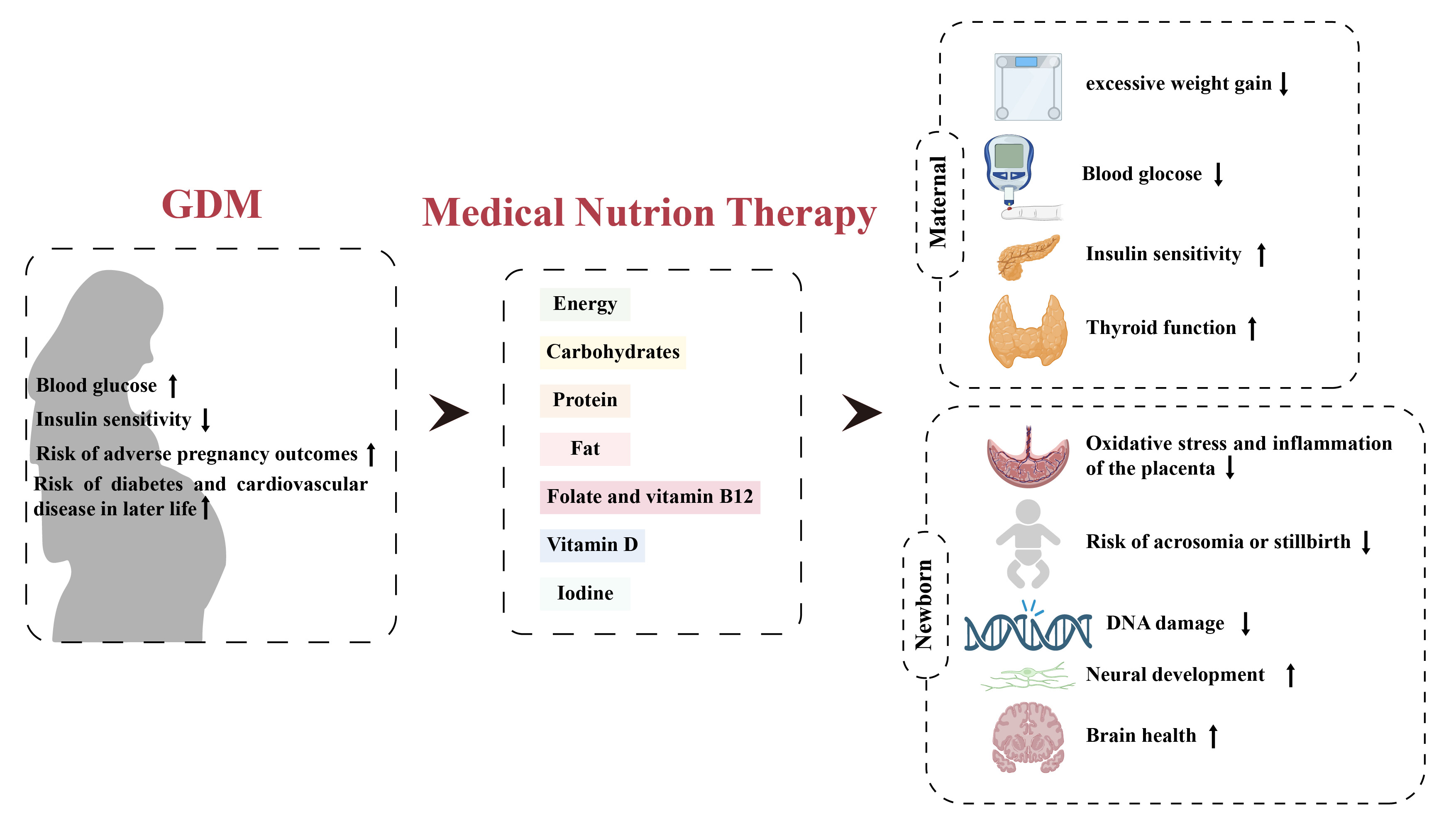 營養與健康所營養功能食品部發表妊娠期糖尿病的醫學營養治療綜述論文