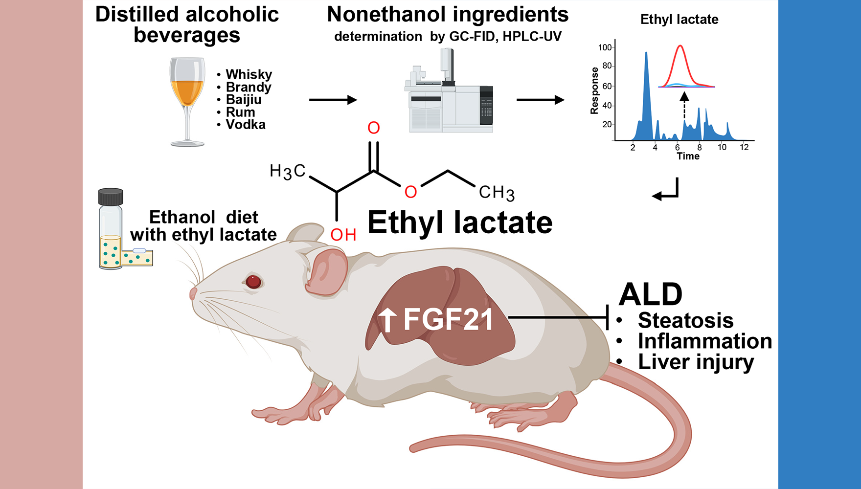 營養與健康所李于研究組合作發現小分子化合物乳酸乙酯通過激活FGF21改善肝損傷與酒精相關性肝病