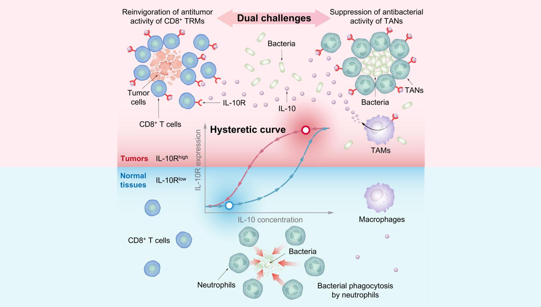 營養與健康所肖意傳研究組合作揭示合成生物細菌腫瘤療法關鍵原理