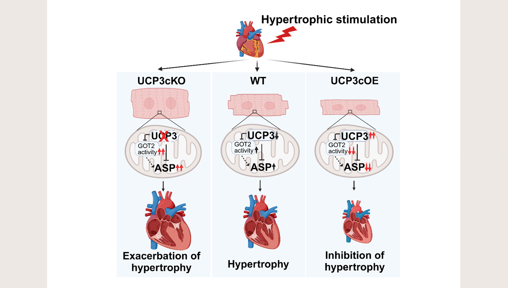 營養與健康所楊黃恬研究組合作揭示線粒體解偶聯蛋白3通過調控天冬氨酸代謝抑制病理性心肌肥厚