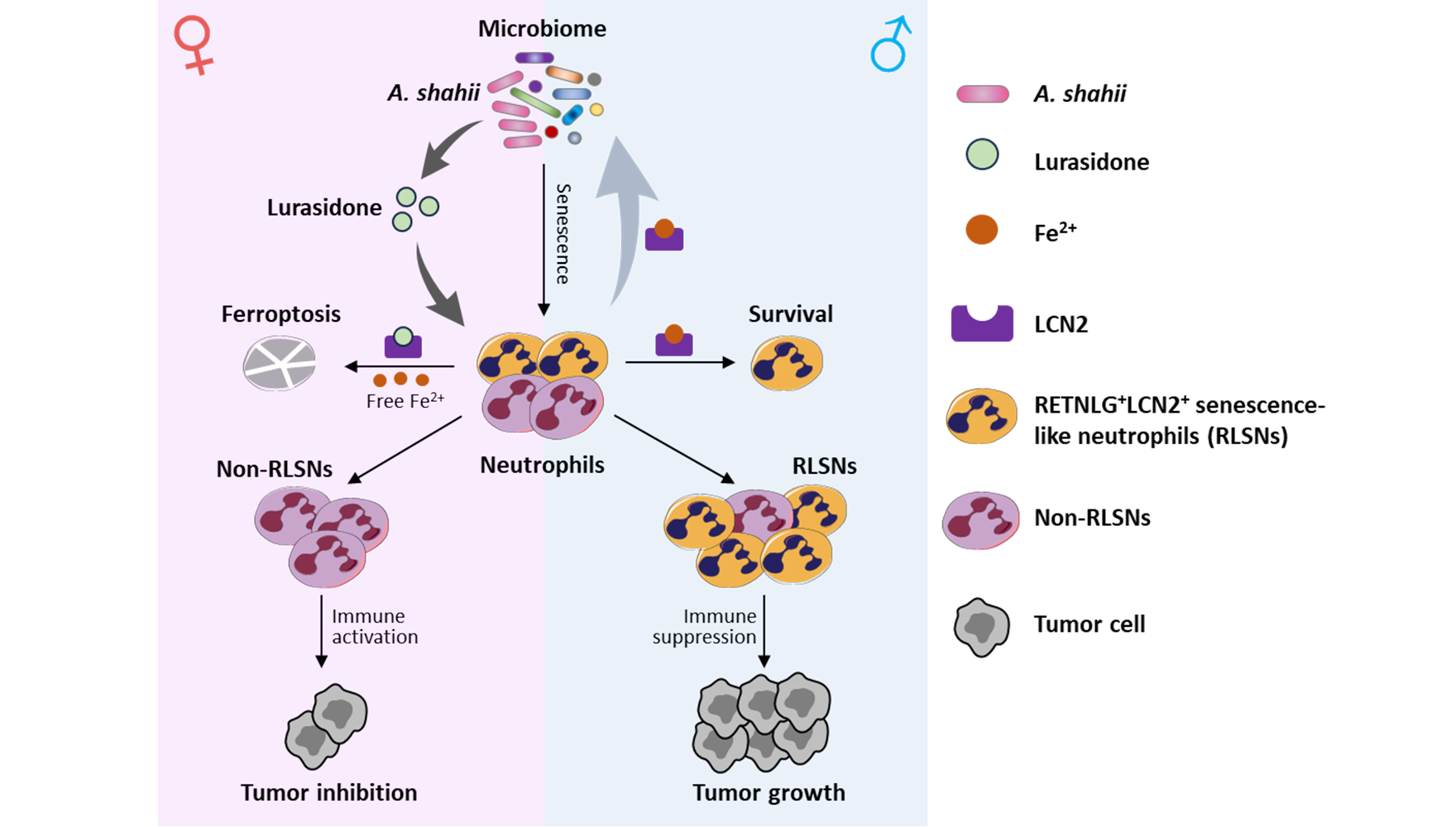 營養與健康所肖意傳研究組合作發現中性粒細胞衰老影響腫瘤性別差異的新機制