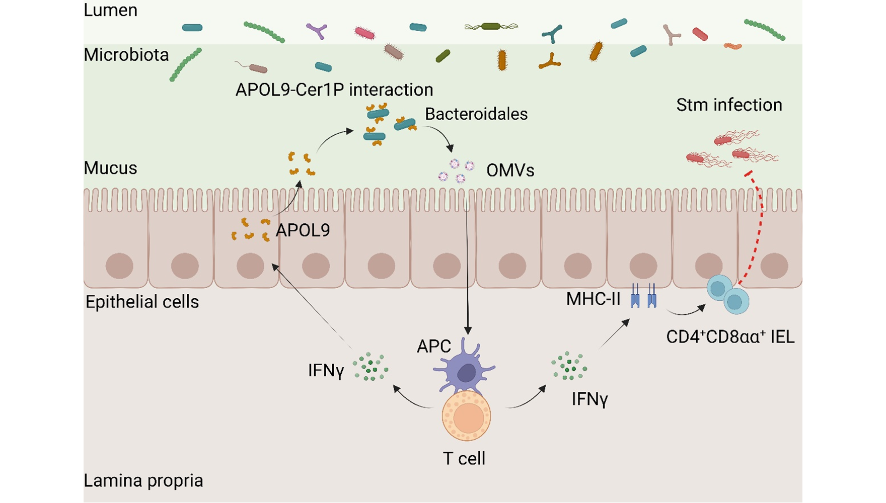 Nature|營養與健康所錢友存研究組合作揭示新型載脂蛋白-共生菌鞘脂互作調控腸道黏膜穩態新機制