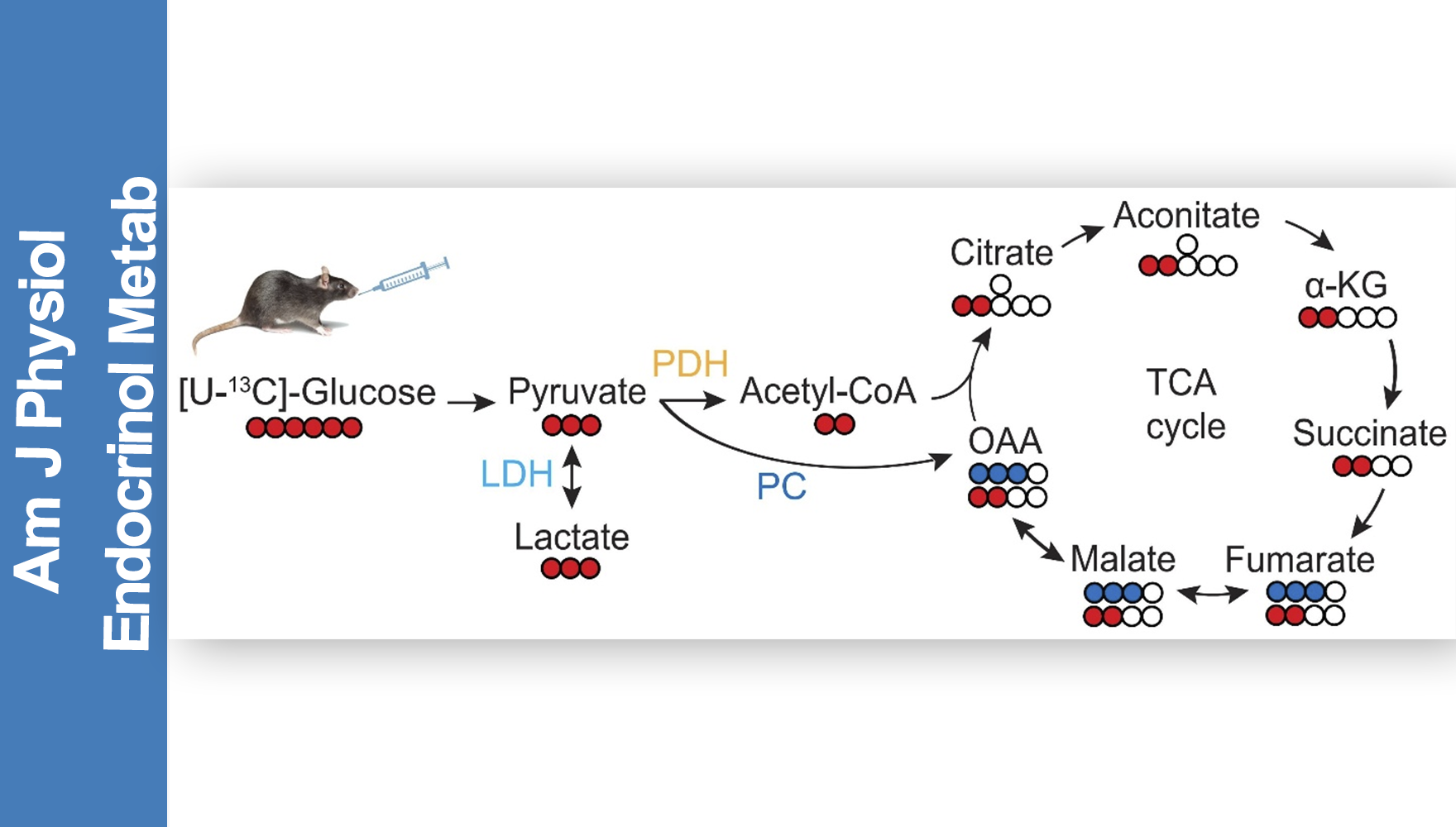 營養與健康所陳雁研究組發現腸道葡萄糖代謝的性別差異及其與血糖穩態的關系