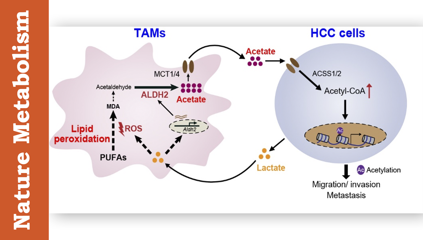 營養與健康所魯明研究組合作發現癌細胞與腫瘤相關巨噬細胞代謝互作促進肝癌轉移新機制
