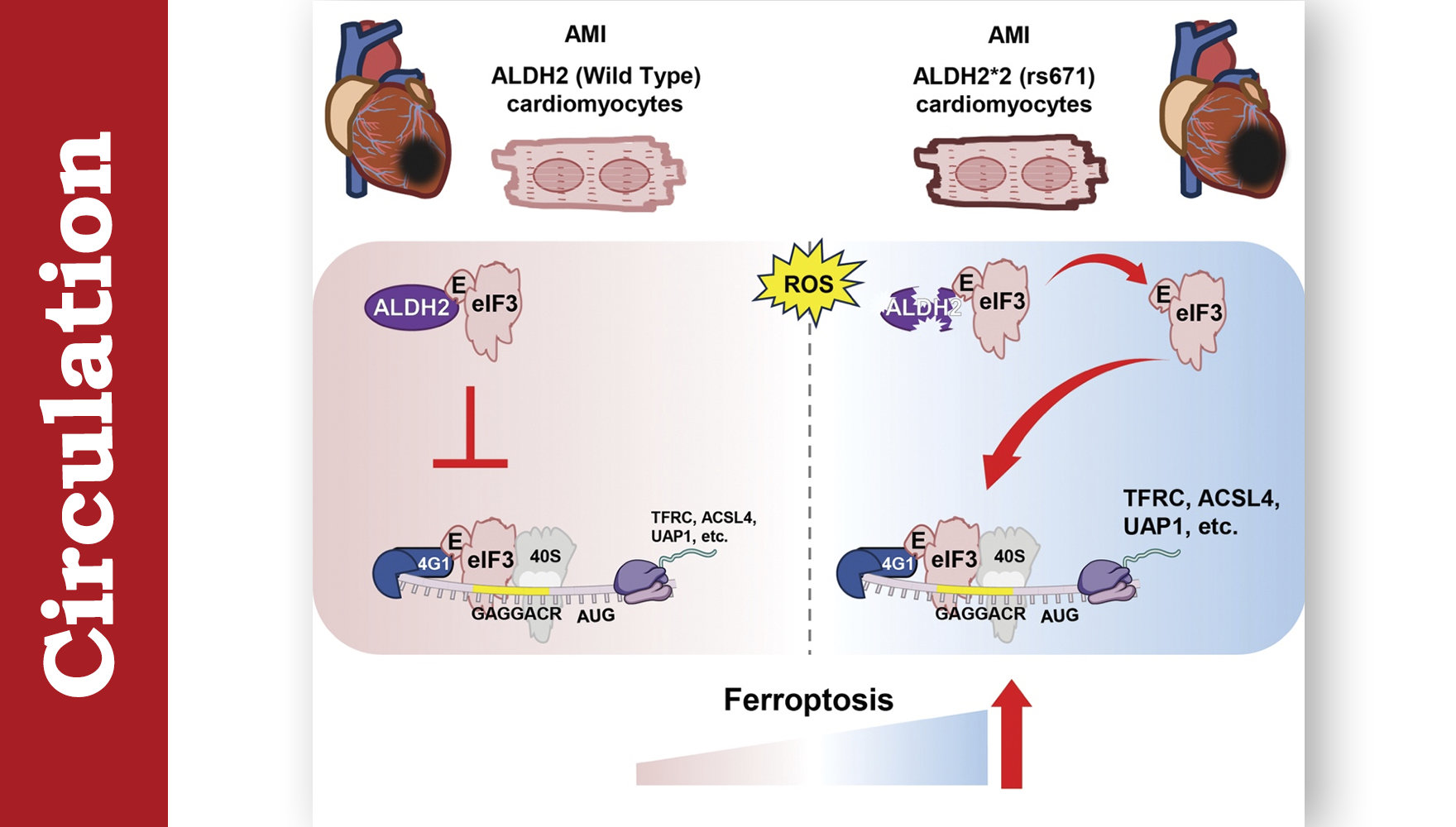 營養與健康所尹慧勇團隊合作揭示心肌梗死過程中蛋白翻譯調控心肌細胞鐵死亡機制