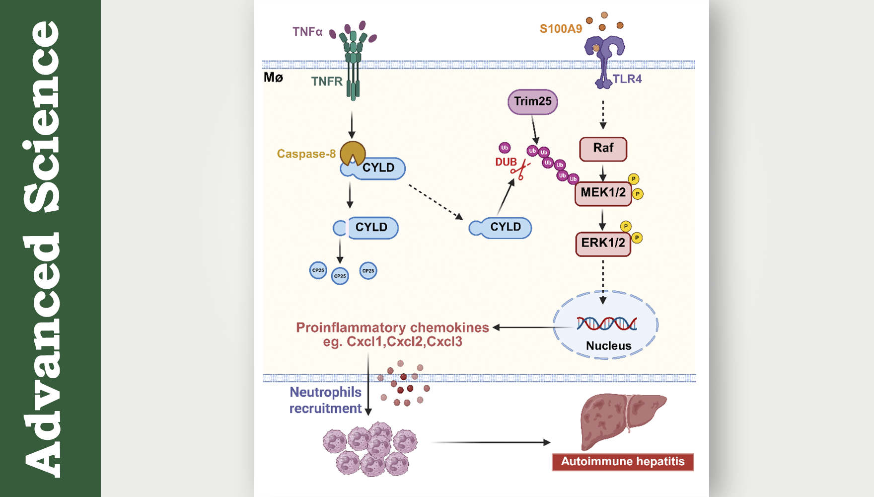 營養與健康所章海兵研究組揭示去泛素化酶CYLD調控自身免疫性肝炎進展新機制